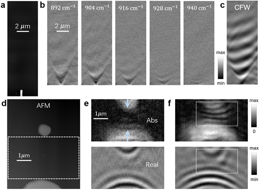 Figure 3. Hyperbolic phonon polariton and elliptical phonon polariton propagation on α-MoO3 film. (a) AFM of an antenna placed on the α-MoO3 film. (b) Real frequency measurements of hyperbolic polariton in different real frequencies. (c) Complex frequency measurement provides an ultra-long distance propagation behavior. (d) AFM of two different spaced gold antennas. (e) The amplitude and real part of the measurements at real frequency f=990cm-1. (f) The amplitude and real part of measurements at complex frequency f=(990-2i)cm-1.  (Figures adapted from Nature Materials, 2024, doi.org/10.1038/s41563-023-01787-8)  