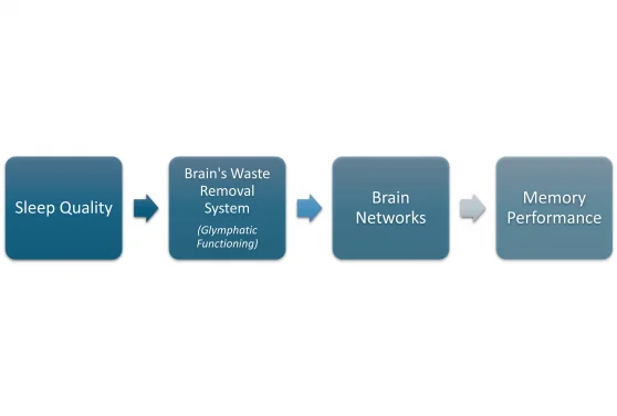 HKU study shows bad sleep harms old-age memory by disrupting the brain’s ‘waste removal system’