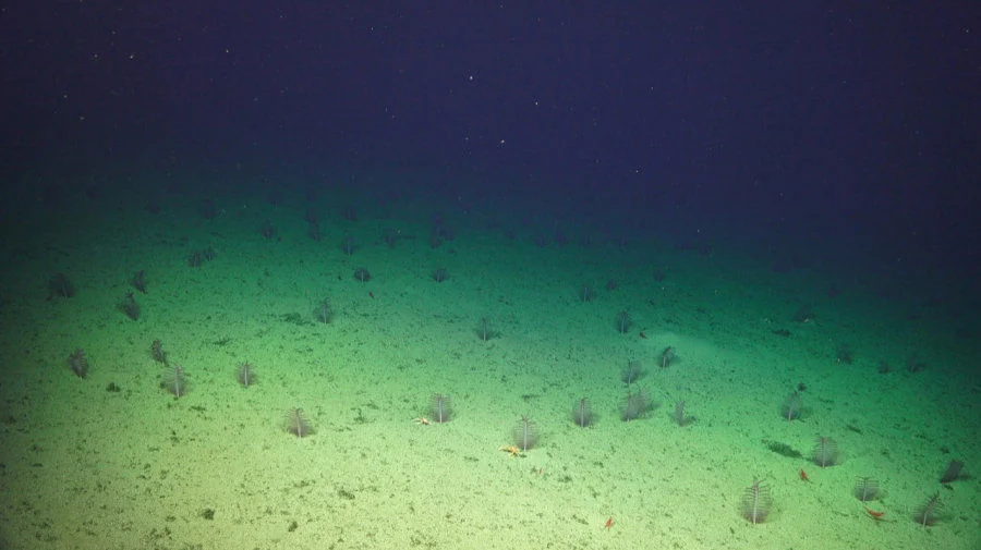 A field of sea pens on a seamount off the Pacific Coast of Costa Rica. Photo credit:  Schmidt Ocean Institute, FK190106, Erik Cordes Chief Scientist.  