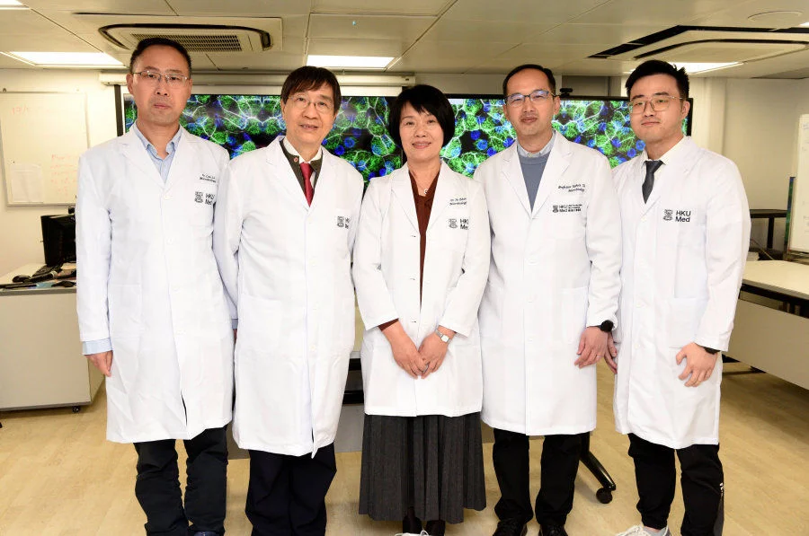 Led by Professors Jane Zhou Jie (middle) and Yuen Kwok-Yung (second left) from the Department of Microbiology, School of Clinical Medicine, HKUMed, the research team has successfully cultured the previously hard-to-grow human rhinovirus C (HRV-C) using their self-developed ‘human respiratory organoids (mini-organs)’.  