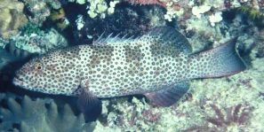 Squaretailed grouper, a threatened species (photo by Jack Randall)