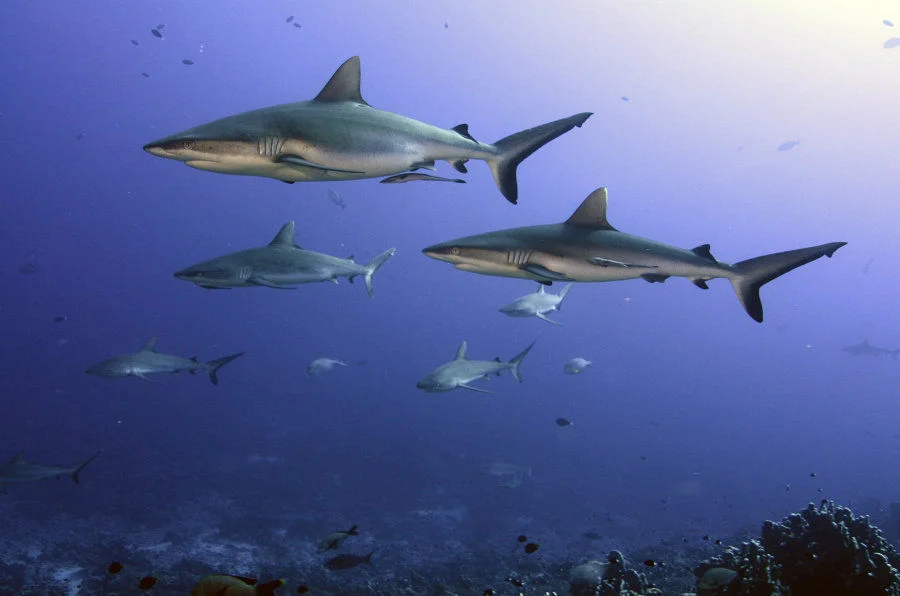 Grey reef shark, Carcharhinus amblyrhynchos, one of many species exploited for the shark fin trade. Photographed in French Polynesia where sharks are protected from commercial exploitation. (Photo credit: Yvonne Sadovy 2018)