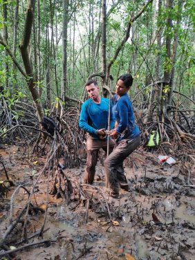 Mangroves at risk of collapse if emissions not reduced by 2050,
international scientists predict
