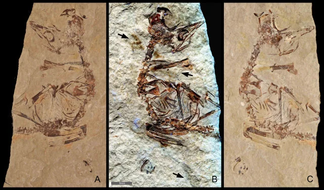 Ancient Birds Out of the Egg Running