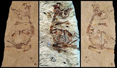 Ancient Birds Out of the Egg Running