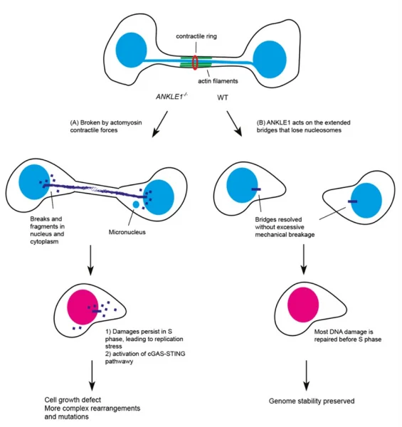 The role of ANKLE1 in maintaining genome stability and preventing autoimmunity (Image Credit: Dr Gary Ying Wai CHAN)   