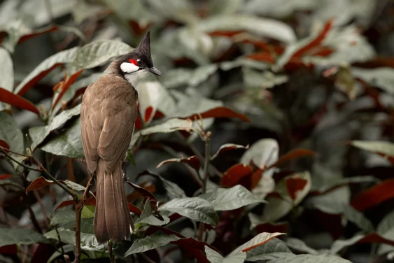 From Flat Screen to Nature via Birding: HKU ecologist and Hong Kong Bird Watching Society jointly develop "HKBirds: Birds of Hong Kong" birding app