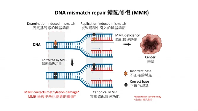 HKUMed discovers an unknown function of DNA mismatch repair 
that protects us from cancer
