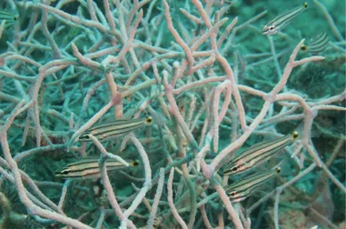 HKU marine biologist and international team unveil impacts of heatwave on reef fishes