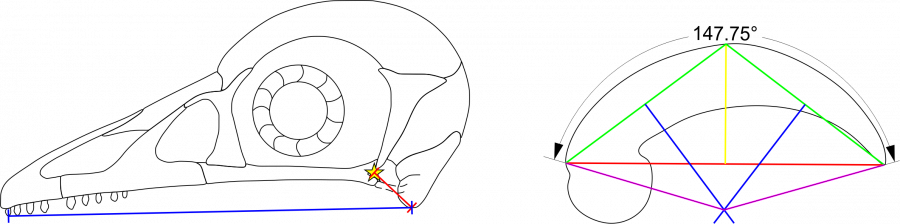 Figure 3. Evidence of carnivory in the enantiornithine bird Shenqiornis. The skull (left) is adapted to close quickly and catch fast-moving prey. The foot claws (right) are curved and adapted for holding struggling prey. Image credit: Case Vincent Miller & Michael Pittman.  