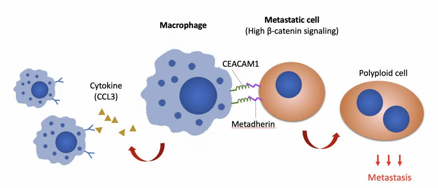 The research discovers that Wnt/b-catenin signalling in metastatic cells upregulates the expression of cancer cells metadherin and communicates with macrophages through CEACAM1. (Image modified from original illustration of Adv. Sci. (Weinh) 2022; e2103230)   