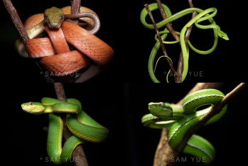 HKU PhD student wins silver in international photo competition
with portraits of wild snakes