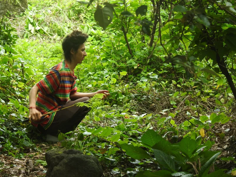 HKU PhD student Félix Landry Yuan searching for lizards on Hachijo-Kojima. (Image credit: Masami Hasegawa)  