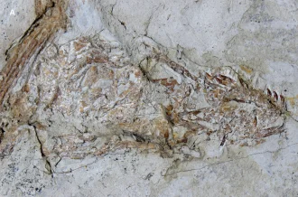 Dinosaurs with laser beams on their heads
HKU’s Department of Earth Sciences: new laser-induced
fluorescence techniques uncover never-before-seen details in fossils