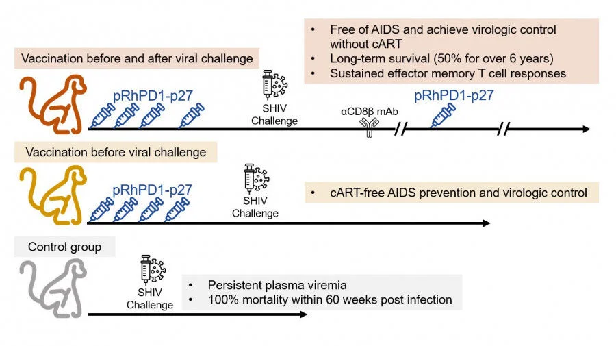 HKUMed research team discovers that the PD-1-enhanced DNA vaccine strategy is effective in achieving six-year cART-free AIDS prevention and virologic control.  