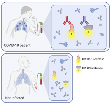 HKUMed researchers discovered that ORF8 and ORF3b 
are major targets of SARS-CoV-2 humoral immune response and 
can be used for more specific testing of COVID-19 infection