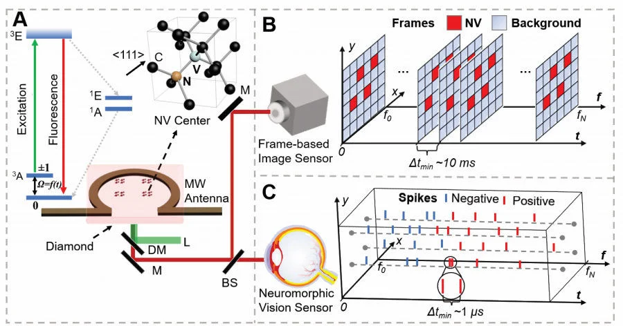 Concept, design and implementation of widefield quantum sensing. A) Overview of NV-based widefield quantum sensing: energy level diagram and atomic structure of NV centers; and the experimental apparatus of widefield quantum diamond microscope. L: Laser; DM: Dichroic Mirror; BS: Beam Splitter; M: Mirror; B) A schematic showing the working principle of frame-based widefield quantum sensing, where a series of frames are output from a frame-based sensor recording both fluorescence intensity and background signals. C) A schematic showing the working principle of proposed neuromorphic widefield quantum sensing, where the fluorescence changes are converted into sparse spikes through a neuromorphic vision sensor