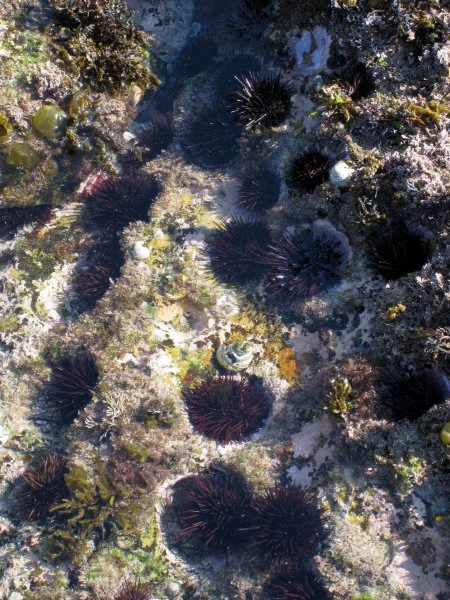 Heliocidaris population in Sydney, Australia. Sea urchins play a key role in maintaining the function of ecosystems, but the fate of future populations is under threat due to increases in the occurrence of marine heatwaves. (Photo credit: Dr Maria Byrne)  