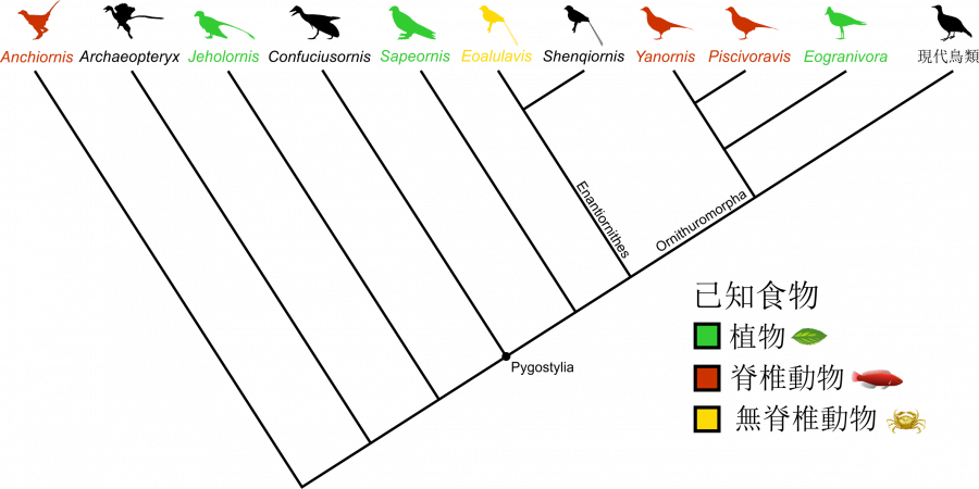 Figure 1. Simplified family tree of birds. All seven fossil birds with meals fossilised in their stomachs are colour coded. The other 150+ named species of Mesozoic birds do not preserve any meals. Image credit: Case Vincent Miller & Michael Pittman, silhouettes from phylopic.org.  