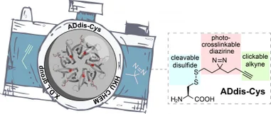 Seeing the unseen: HKU scientists develop a new chemical tool that sheds light on how proteins recognise and interact with each other