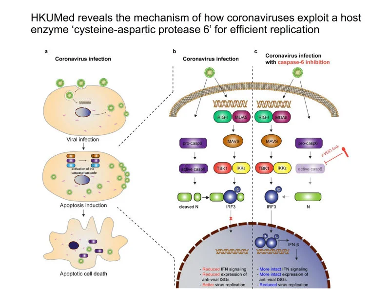 HKUMed reveals the mechanism of how coronaviruses exploit the host antiviral defence mechanisms for efficient replication  