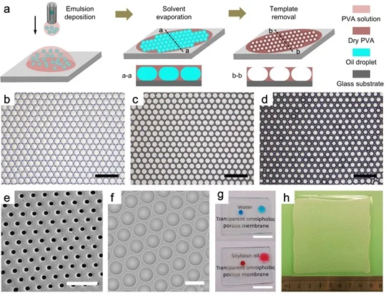 Figure 4 Fabrication of bioinspired liquids-repellent surfaces by microfluidic method.  (a) Process of microfluidic fabrication method, involving emulsion deposition, solvent evaporation, and template removal.  (b) Droplet assemblies after emulsion deposition. (c) Dry film after solvent evaporation.  (d) Porous surface after template removal. (e-f) Images of porous surfaces with different pore sizes.  (g) Transparency of porous surfaces. (h) Wafer-scale fabrication of the porous surface.