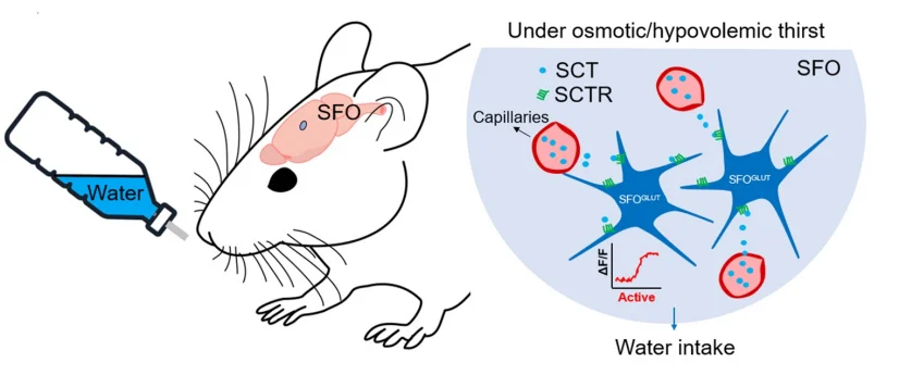 HKU neuroscientists discover a novel neural mechanisms of secretin receptor in regulating water intake Providing new ideas for solving hydromineral imbalance symptoms