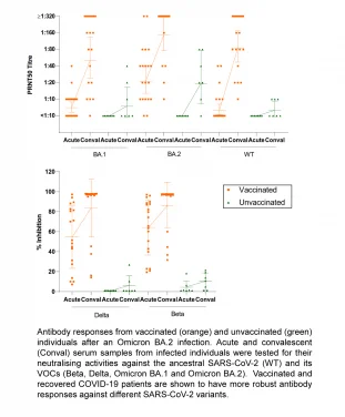 HKUMed-CU Medicine joint study shows that vaccinated individuals develop more robust and broadly reactive antibody responses against SARS-CoV-2 variants than the unvaccinated after an Omicron infection