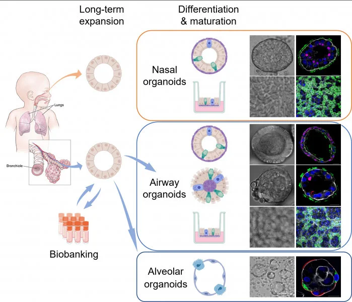 The research team induced maturation in long-term expandable organoids and generated nasal, airway and alveolar organoids that contain all major epithelial cell populations in the human respiratory tract.  