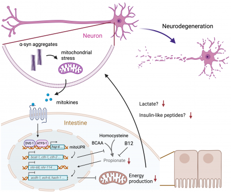 HKU Biologists Discover Propionate Supplementation as a Potential Treatment for Parkinson's Disease