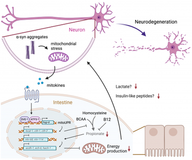 HKU Biologists Discover Propionate Supplementation as a Potential Treatment for Parkinson's Disease