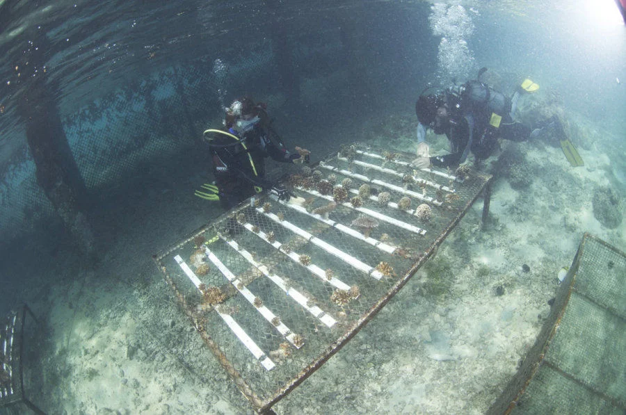 7. Coral nursery ground of the InterContinental Moorea Resort & Spa (Moorea, French Polynesia) (Credit: Dr Isis Guibert)