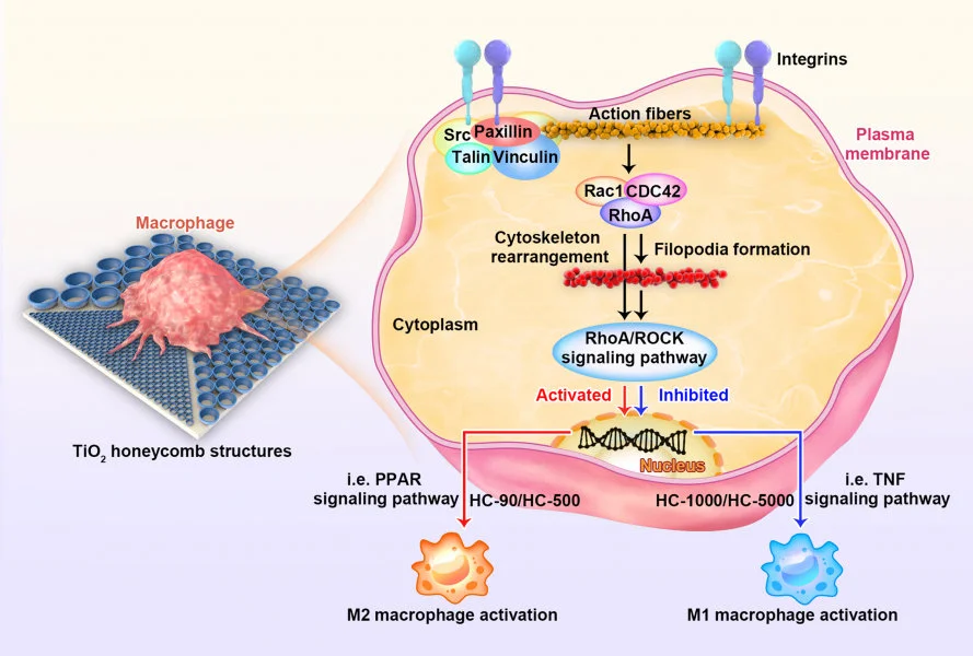 Due to the limited space confinement, the honeycomb-shaped nano-structures in 90 nm can signal M0 macrophages to switch into anti-flammatory subset (M2) rather than pro-inflammatory subset (M1) via RhoA/ROCK signalling pathway.