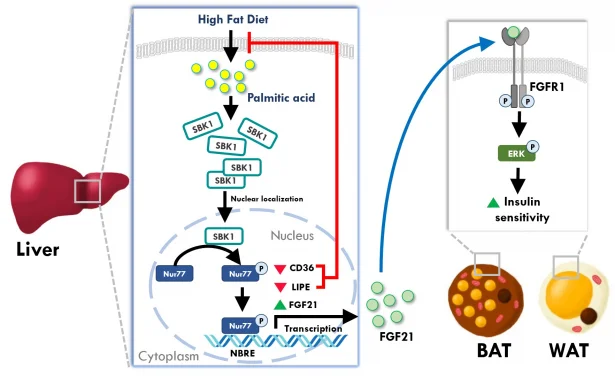HKU biologists find a new protective factor against excessive lipid
accumulation in the liver of obese mouse - providing a potential treatment for fatty liver disease