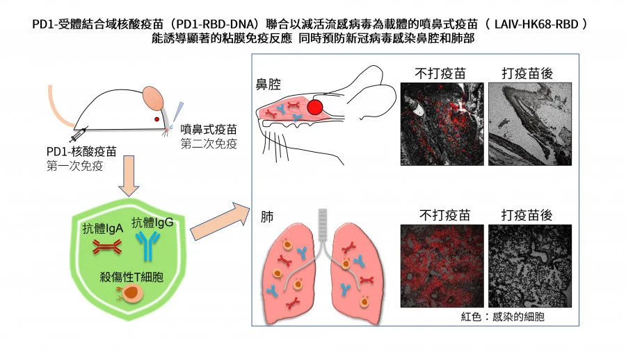 HKUMed discovers a novel vaccine strategy to prevent SARS-CoV-2 nasal infection    