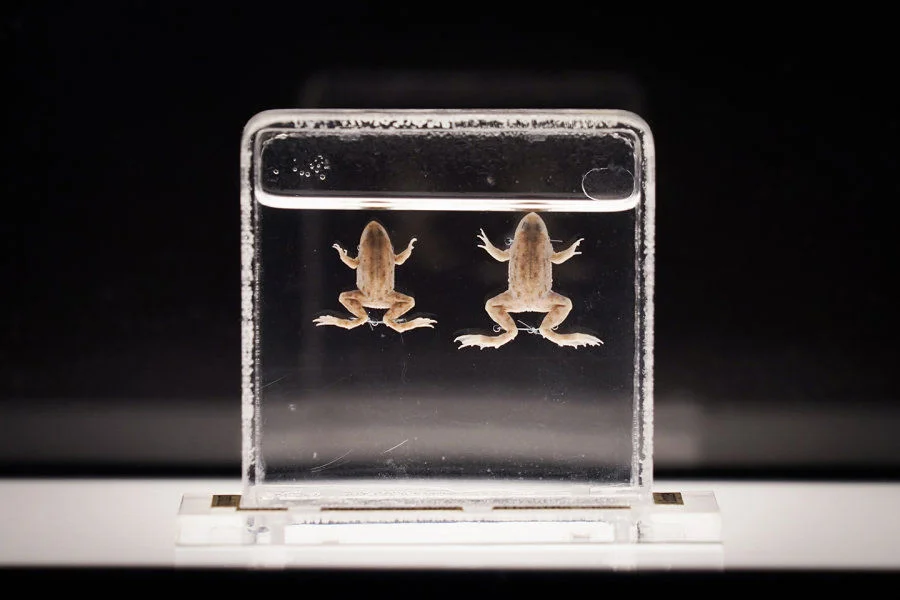The exhibition showcases a variety of animal specimens, including the Floating Frog, a species now extinct in Hong Kong.
