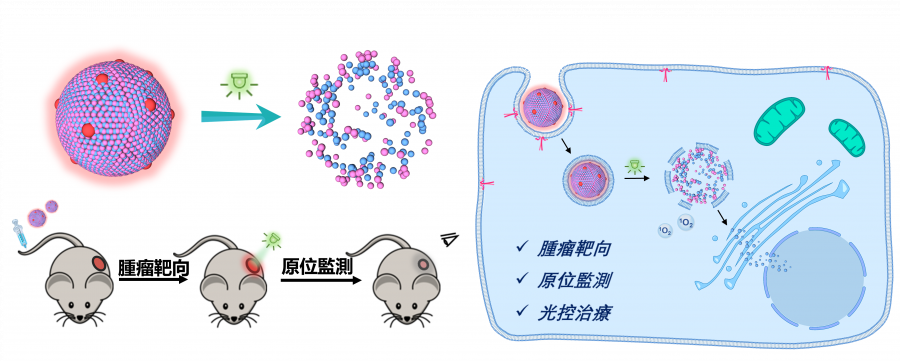 The research team developed a simple photo-responsive prodrug-dye nanomedicine. The nanomedicine achieved tumour targeting, in-situ fluorescence monitoring, and light-triggered drug release for the treatment of colorectal cancer.   