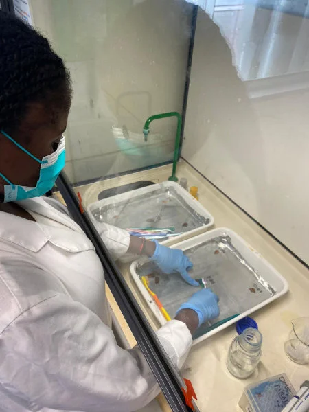 Image 3. Taneisha Barrett removing remnant tissue from a pangolin scale for DNA extraction (Credit: Tracey-Leigh Prigge)  
