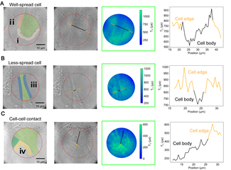 Demonstrated detection of the traction forces of the adhered cells. Three typical cells, namely the (A) well-spread cell, (B) less-spread cell and (C) cell-cell contacted cells were chosen to demonstrate the measurements: the first two columns show the transmitted light images and corresponding marked images; the third column shows the T1 mapping and the last column shows the line profile, as-marked in 2nd and 3rd column, of T1 value across the cell body. (D) T1 values changes in selected areas of cells.  