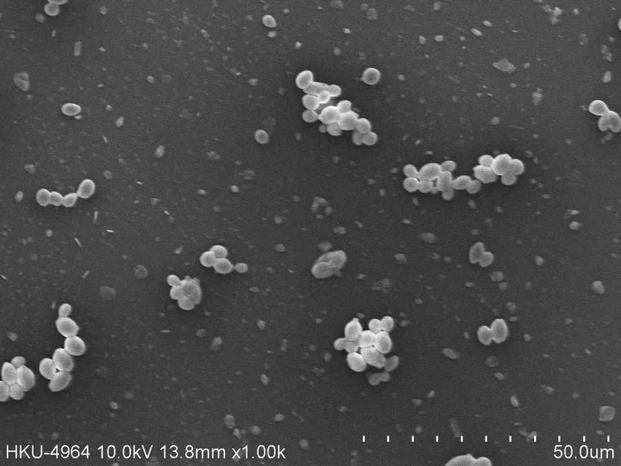 HKU-led study finds natural food dye can stop fungus in its tracks