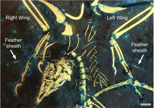 Archaeopteryx fossil provides insights into the origins of flight
Research reveals earliest flight-related moulting strategy in 150-million-year ancient bird