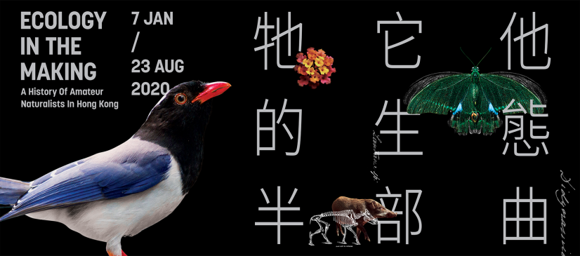 Ecology in the Making:
Hong Kong’s First Historical Exhibition on Amateur Naturalists—
the surprising ways amateurs helped create the ecology we know