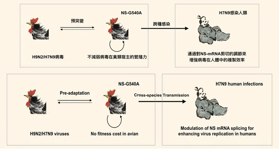 H7N9 virus carries the NS-G540A mutation, which allows the virus to replicate in mammalian cells and circulate efficiently in avian hosts.