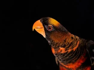 The dusky lory is a parrot native to New Guinea, with red and yellow forms that coexist in natural populations. Researchers leveraged this extremely rare phenomenon to identify an enzyme that can explain why parrots have such diversity in colour. Credit: Pedro Miguel Araújo.  