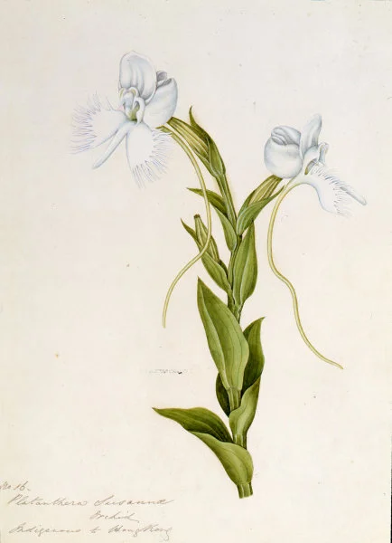 Highlighted Exhibits

Replica of The Flora of Green Bank Hong Kong (1848)
Botanical watercolour (31.8 x 21.7 cm), 1848
© Peter and Renate Nahum 

Green   Bank   located    between   Wyndham and Wellington Street in 1840s - 1850s, was a home for Charles Joseph Braine, an botany and horticulture enthusiast, who moved from Canton (now Guangzhou) to Hong Kong in 1841.

Now, the Common Phaius, Ink Orchid, Scarlet Renanthera or Kwai-fah on the Orchid Walk are no longer seen. Traces that remain from the once luxuriant  area are the street structures  inherited from the garden, and the modern-day road later named "Lan Kwai Fong".