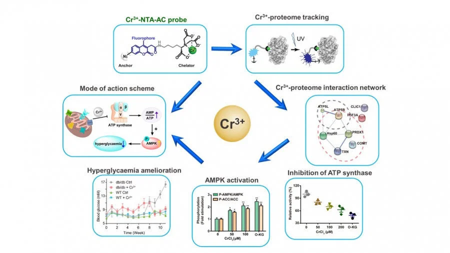 Figure 1. Chromium(Cr3+) fluorescent probes can label Cr(III)-binding proteins specifically in cells (top), Cr(III)-binding proteins are concentrated in the regulation of mitochondrial biological functions (right), and Cr(III) reduces ATP synthase Enzyme activity (bottom right), Cr(III) initiates downstream AMPK pathway (bottom), Cr(III) improves glucose metabolism (bottom left), diagram of Cr(III) mode of action (left).