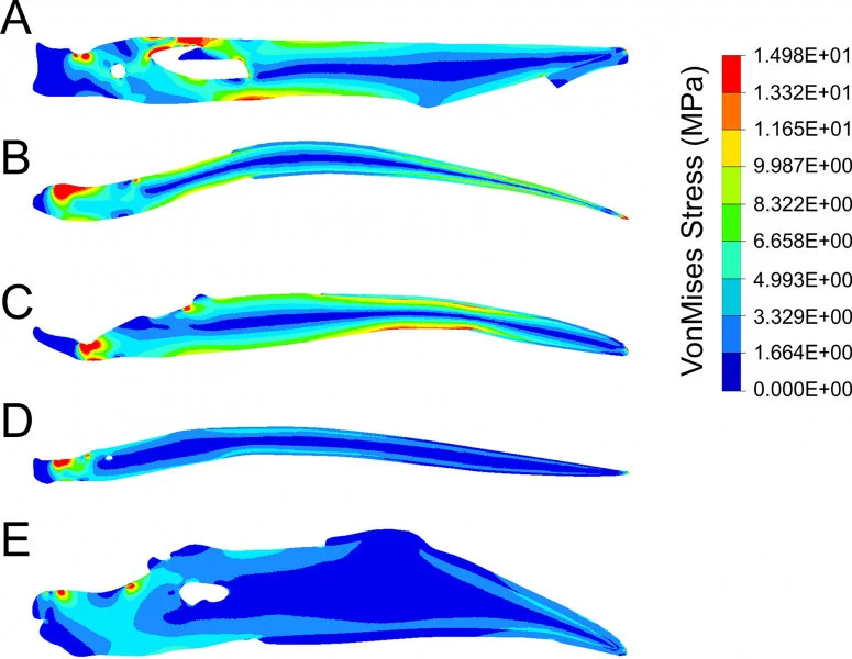 Figure 4. The first test of jaw strength in a dinosaur-era bird. Miller, Pittman and colleagues find the jaw of the early beaked bird Confuciusornis (A) more closely resembles the weak jaw of a living insect-eating bird (B) and plant-eating bird (C) than the stronger jaws of a living fish-eating bird (D) or seed-eating bird (E). Image credit: Case Vincent Miller.  