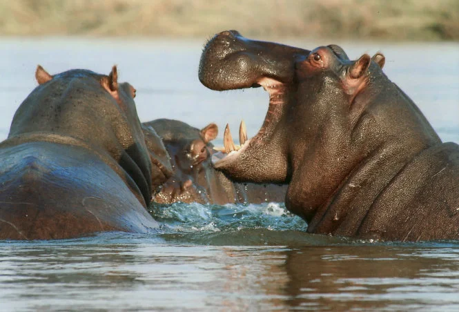 Hong Kong’s rampant consumption of hippo teeth combined with incomplete trade records imperil threatened hippo populations in Africa