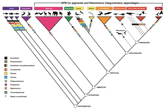 What colour were fossil animals? 
HKU palaeontologists evaluate fossil colour reconstruction methods 
to propose new study framework