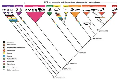 What colour were fossil animals? 
HKU palaeontologists evaluate fossil colour reconstruction methods 
to propose new study framework